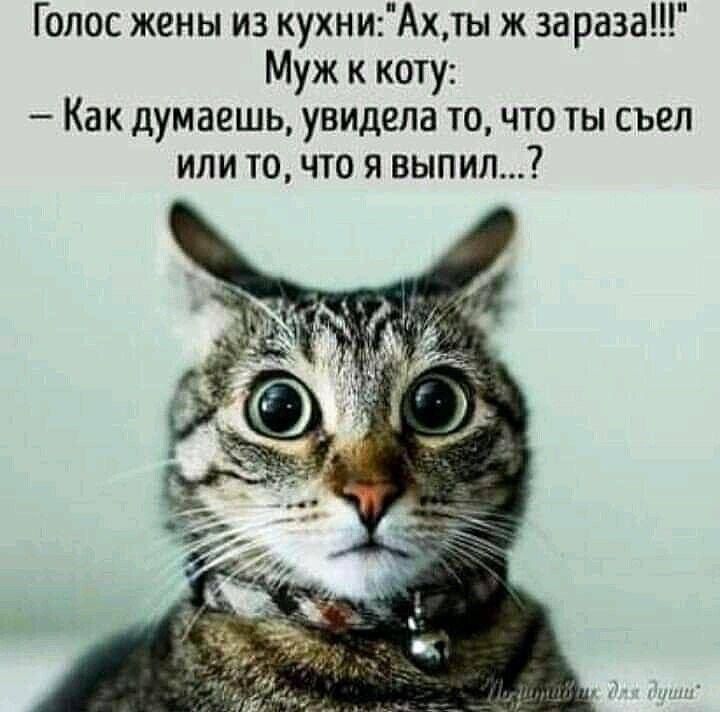 Голос жены из кухниАхты ж зараза Муж к коту Как думаешь увидела то что ты съел или о что я ВЫПил
