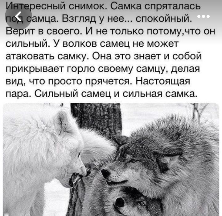 ный снимок Самка спряталась ца Взгляд у нее спокойный ит в своего И не только потомучто он сильный У волков самец не может атаковать самку Она это знает и собой прикрывает горло своему самцу делая вид что просто прячется Настоящая пара Сильный самец и сильная самка