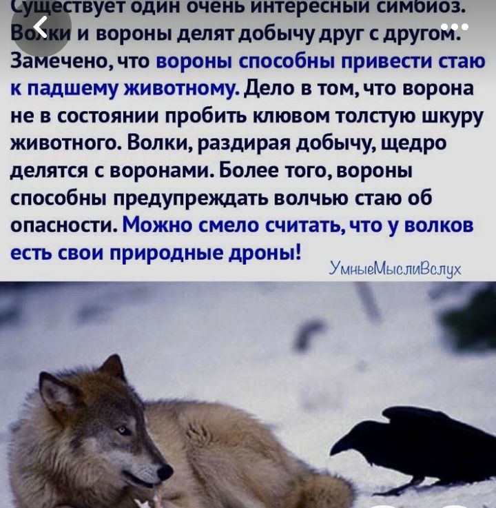 один очень интересный симоиоз и вороны делят добычу друг с другом ЗаМечено что вороны способны привести стаю к падшему животному Дело в том что ворона не в состоянии ПРОбИТЪ клювом толстую шкуру животного Волки раздирая добычу щедро делятся с воронами Более того вороны способны предупреждать волчью стаю об опасности Можно смело считать что у волков есть свои природные дроны нЫ Г