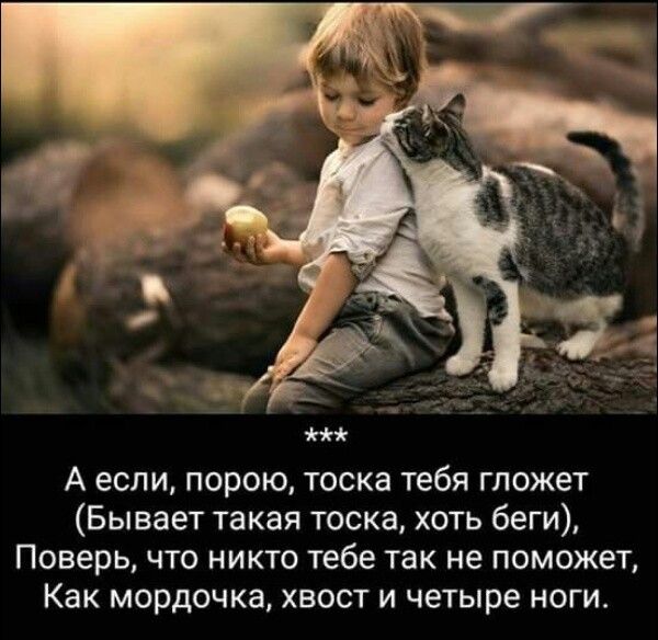 Аесли порою тоска тебя гложет Бывает такая тоска хоть беги Поверь что никто тебе так не поможет Как мордочка хвост и четыре ноги