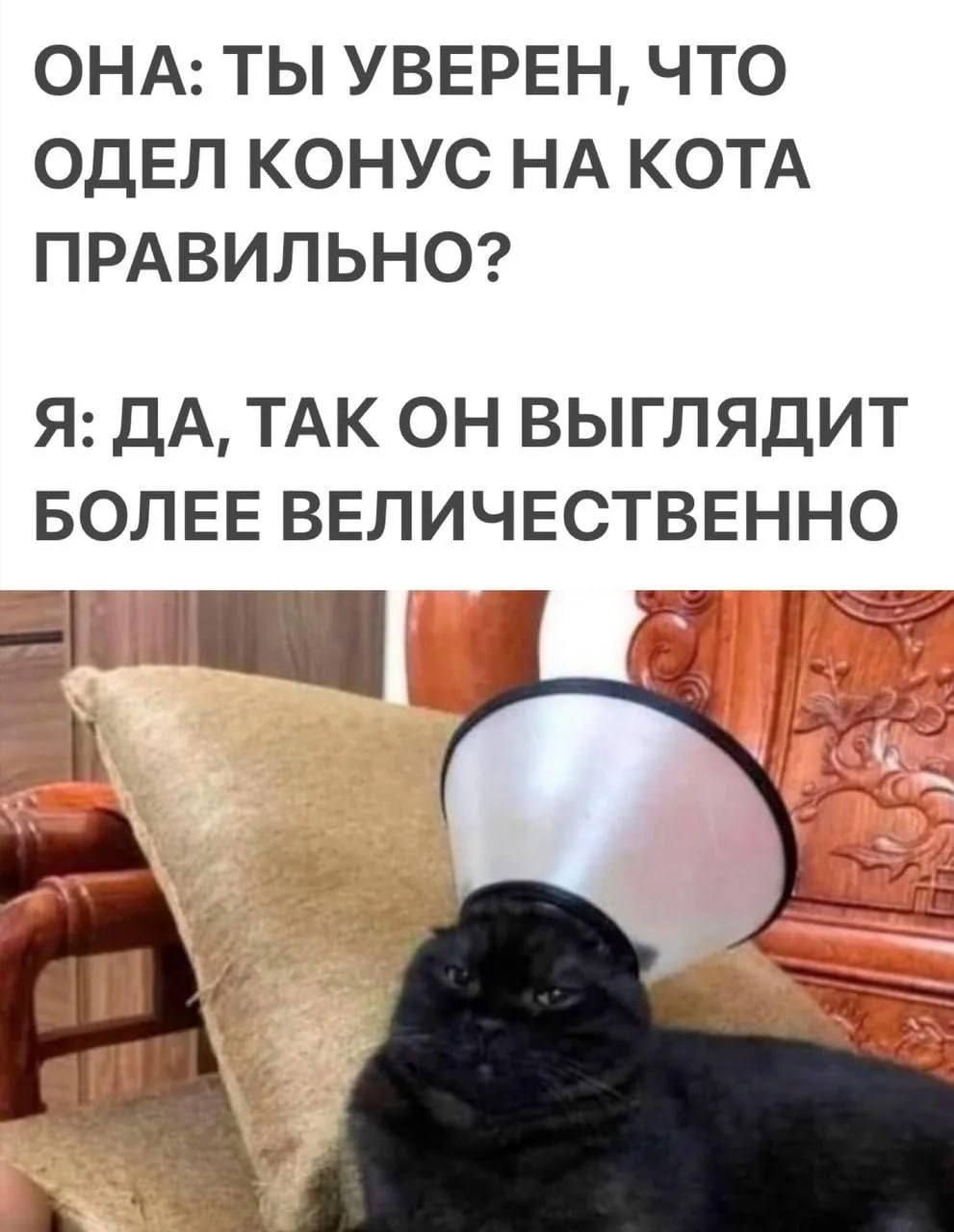 ОНА ТЫ УВЕРЕН ЧТО ОДЕЛ КОНУС НА КОТА ПРАВИЛЬНО Я ДА ТАК ОН ВЫГЛЯДИТ БОЛЕЕ ВЕЛИЧЕСТВЕННО ж Г1 ощ 4