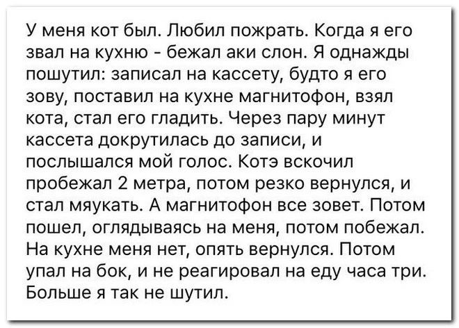 У меня кот был Любил пожрать Когда я его звал на кухню бежал аки слон Я однажды пошутил записал на кассету будто я его зову поставил на кухне магнитофон взял кота стал его гладить Через пару минут кассета докрутилась до записи и послышался мой голос Котэ вскочил пробежал 2 метра потом резко вернулся и стал мяукать А магнитофон все зовет Потом пошел оглядываясь на меня потом побежал На кухне меня н