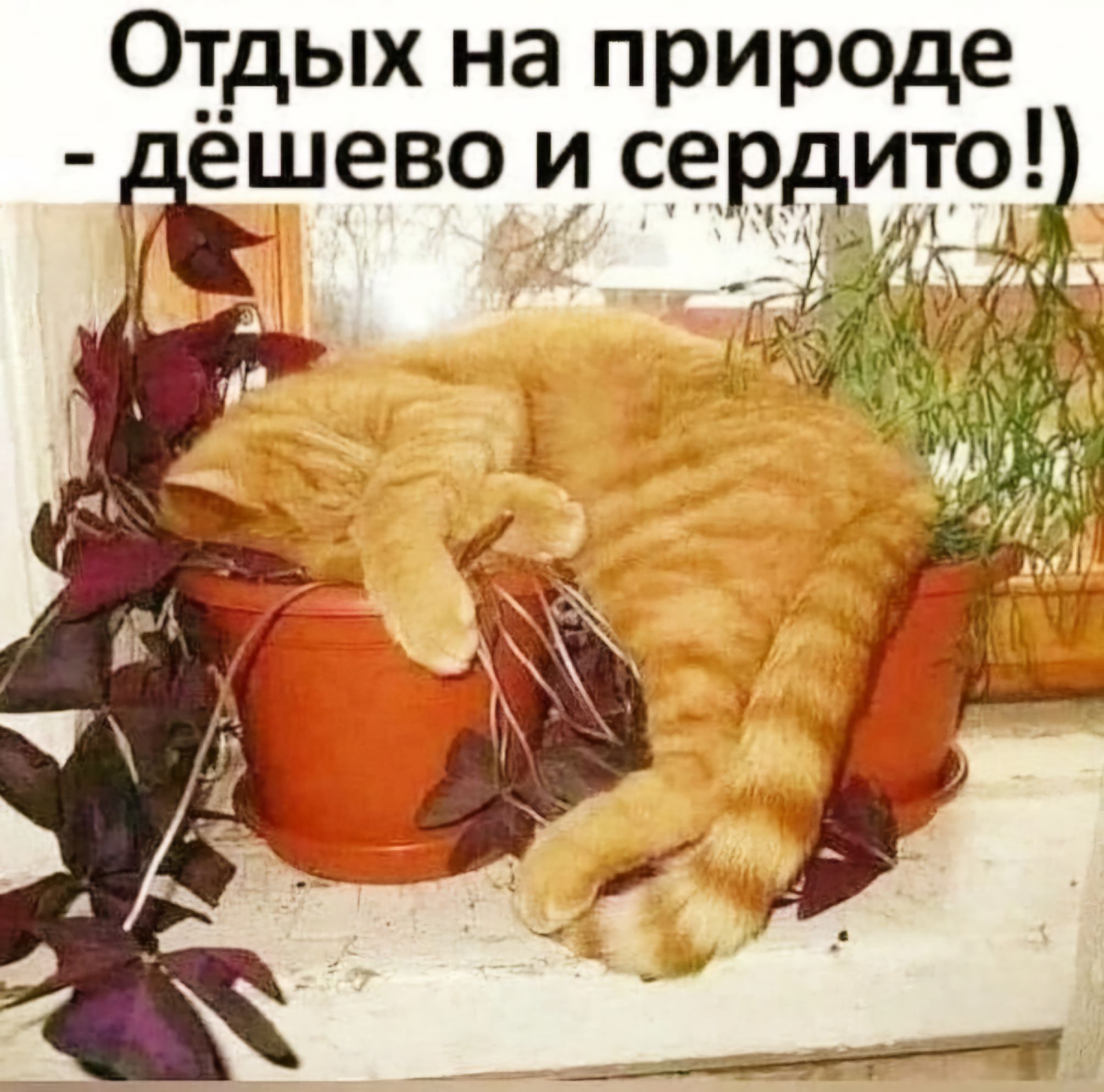 Отдых на природе шево и сердито