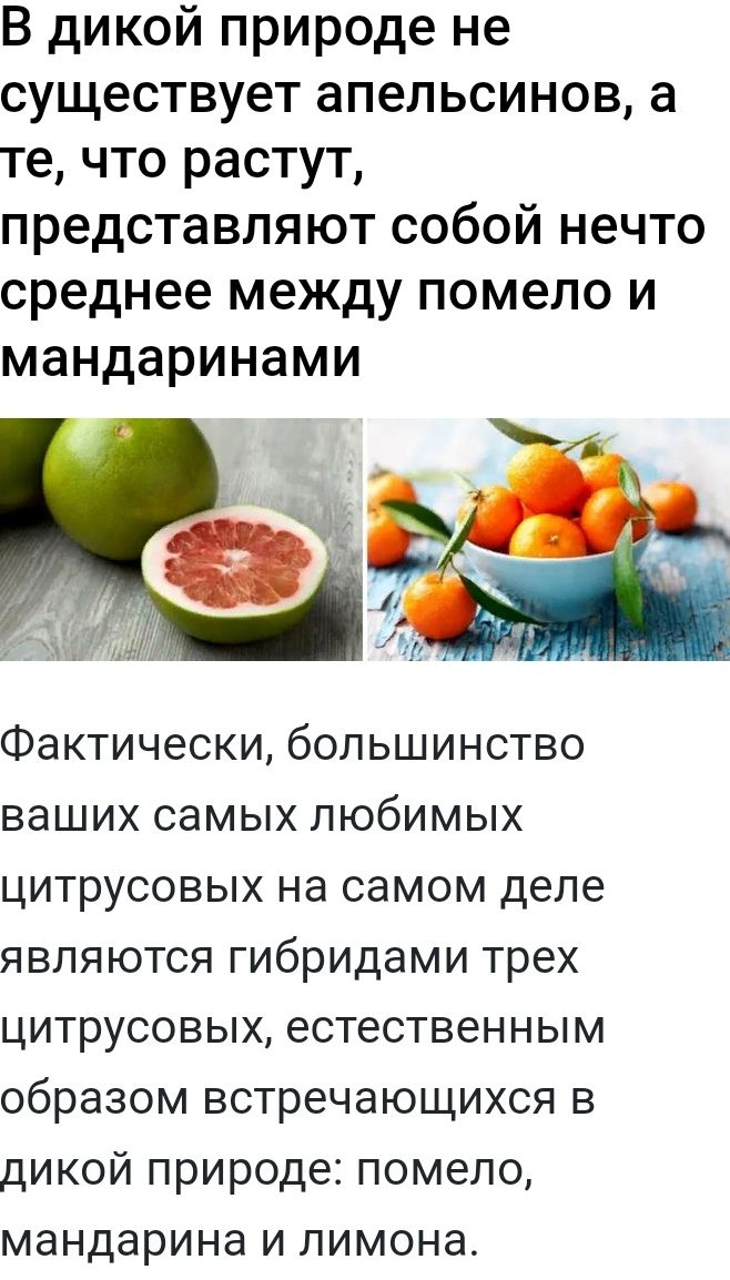 В дикой природе не существует апельсинов а те что растут представляют собой нечто среднее между помело и мандаринами Фактически большинство ваших самых любимых цитрусовых на самом деле являются гибридами трех цитрусовых естественным образом встречающихся в дикой природе помело мандарина и лимона