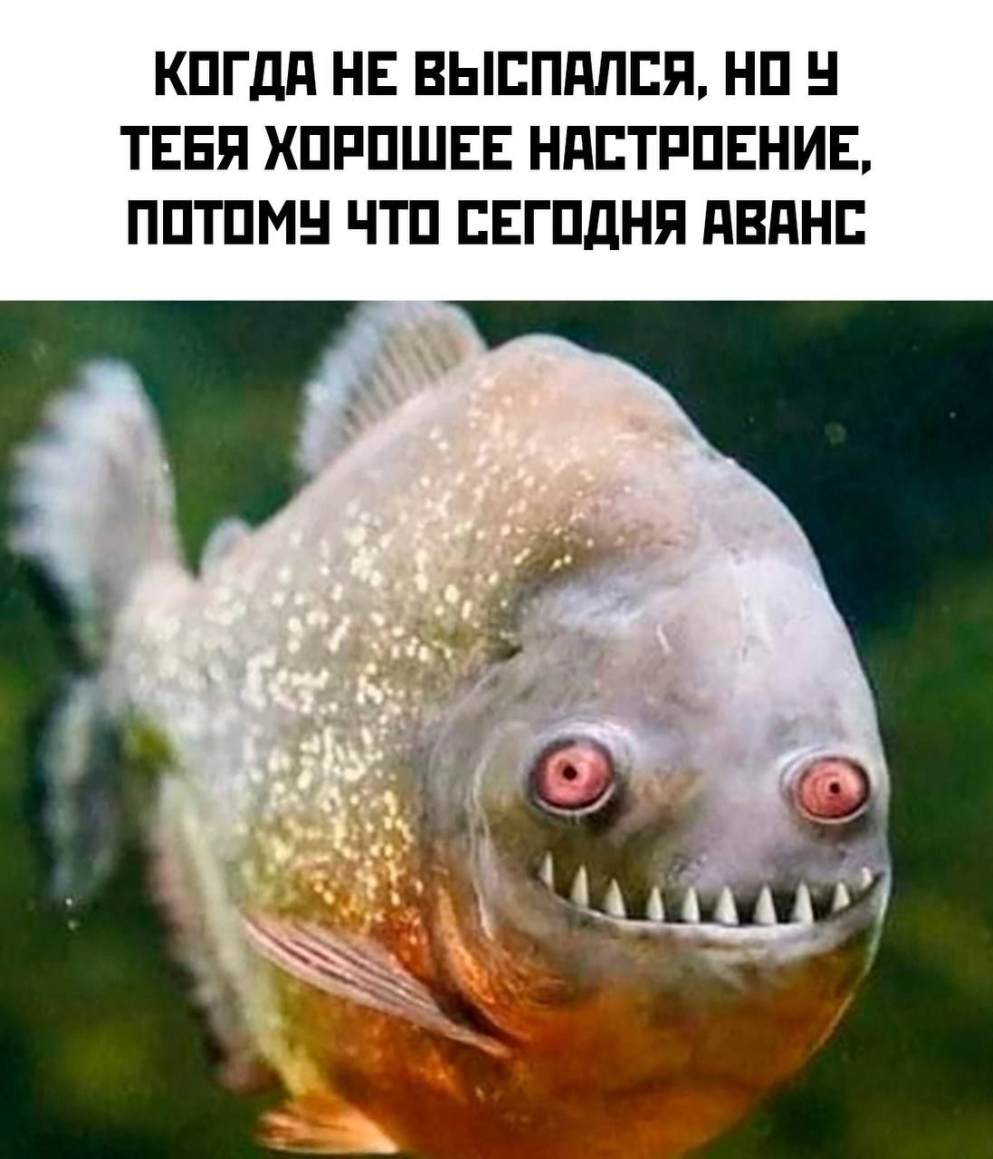 КОГДА НЕ ВЫСПАЛСЯ НО У ТЕБЯ ХОРОШЕЕ НАСТРОЕНИЕ ПОТОМУ ЧТО СЕГОДНЯ АВАНС
