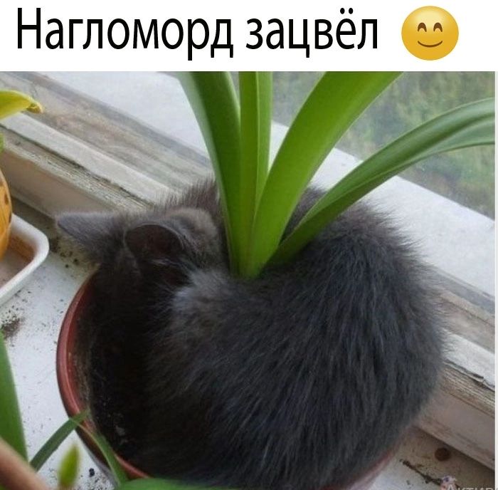 Нагломорд зацвёл 2