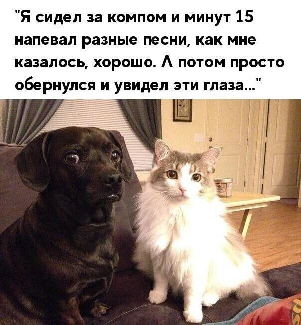 Я сидел за компом и минут 15 напевал разные песни как мне казалось хорошо Л потом просто обернулся и увидел эти глаза