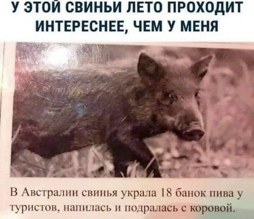 У ЭТОИ СВИНЬИ ЛЕТО ПРОХОДИТ ИНТЕРЕСНЕЕ ЧЕМ У МЕНЯ В Австралии свинья украла 18 банок пива у туристов напилась и подр ь с коровой