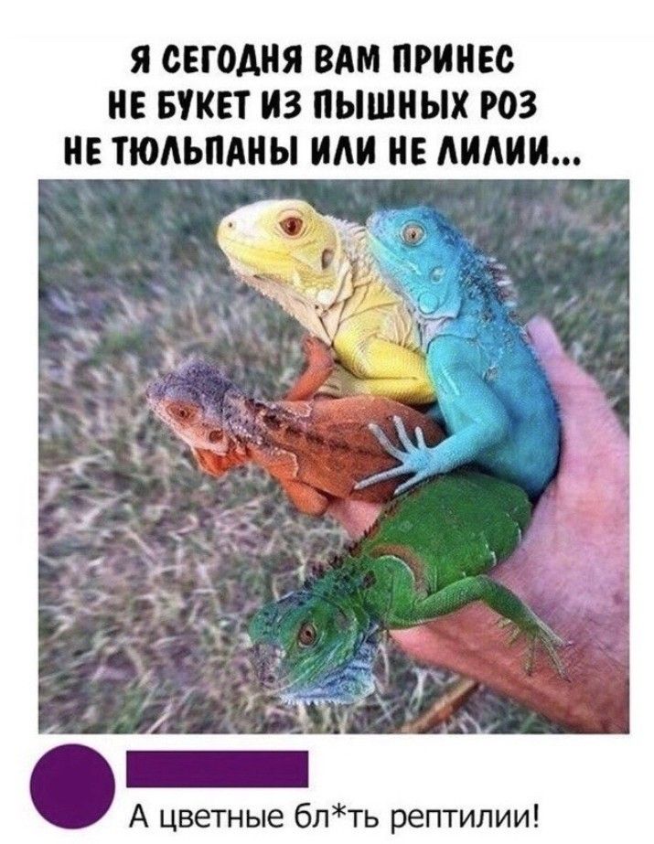 Я СЕГОДНЯ ВАМ ПРИНЕС НЕ БУКЕТ ИЗ ПЫШНЫХ РОЗ НЕ ТЮЛЬПАНЫ ИЛИ НЕ ЛИЛИИ цветные блть рептилии
