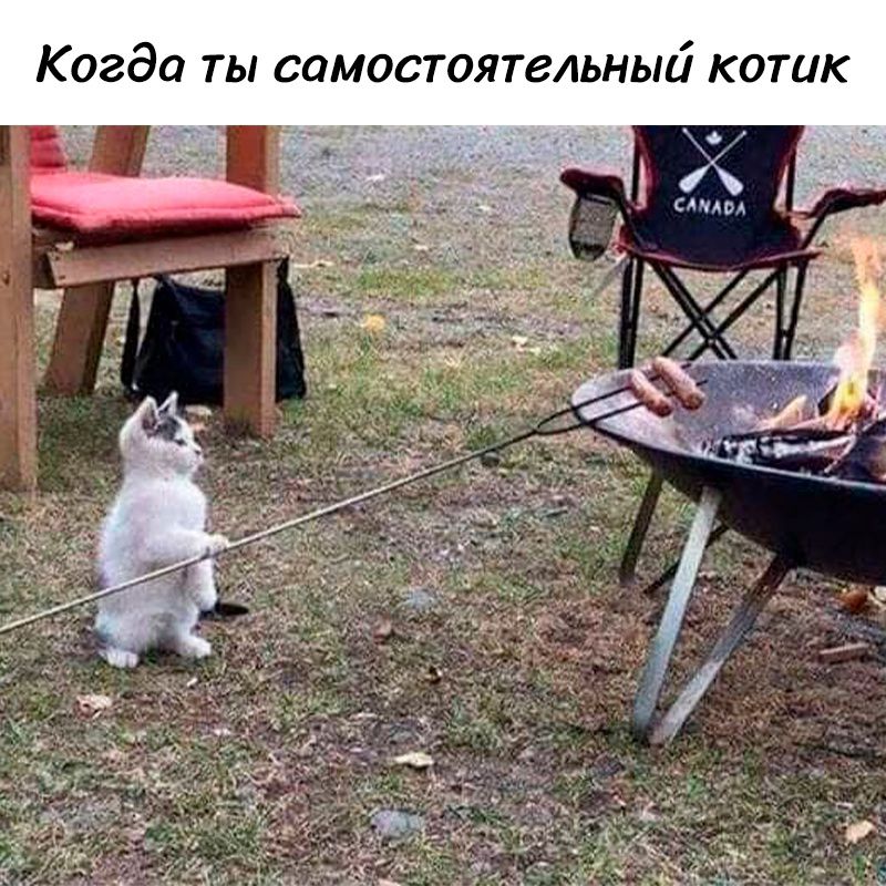Когда ты самостоятельный котик 1 Санавл