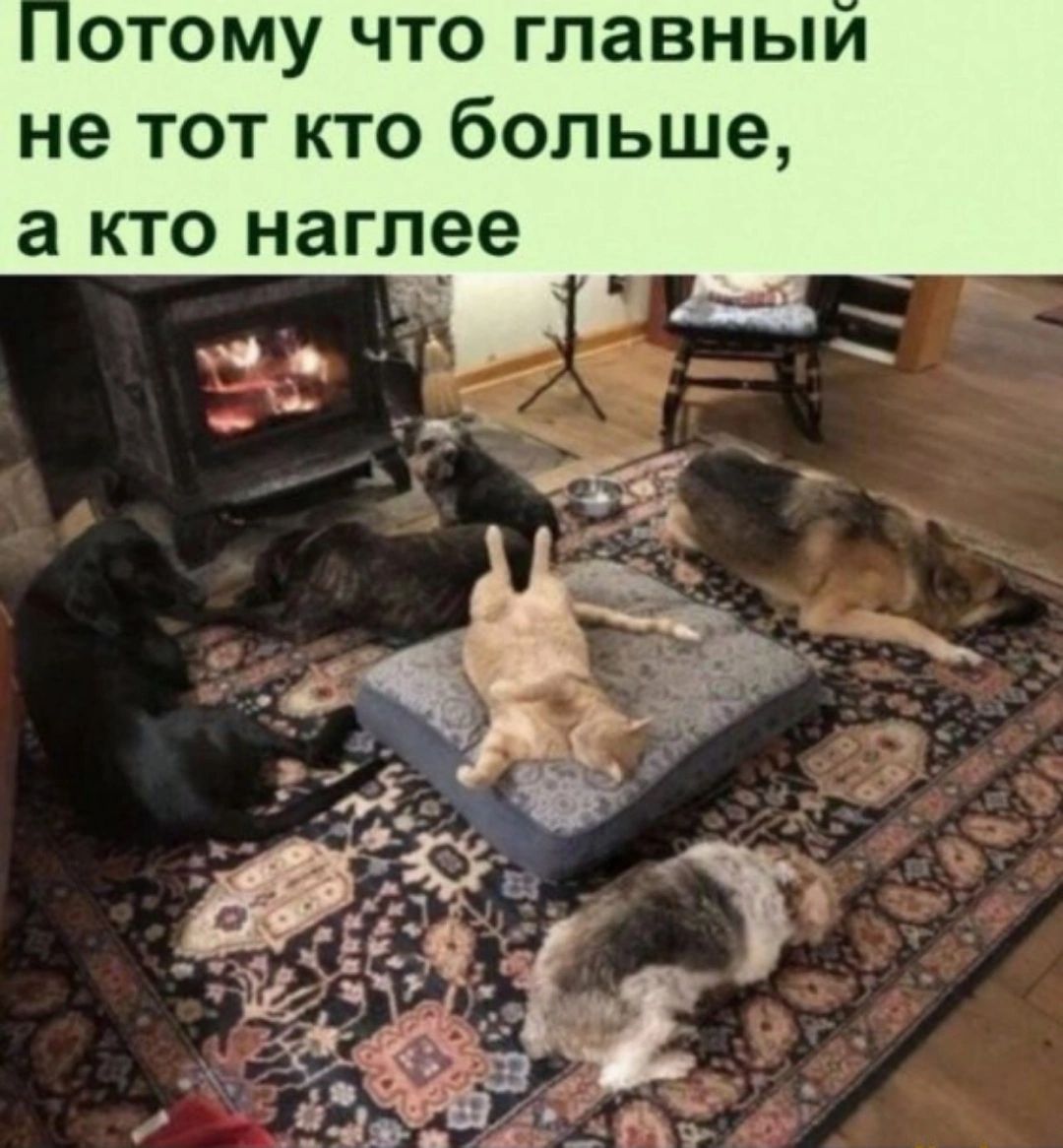 отому что главный не тот кто больше а кто наглее