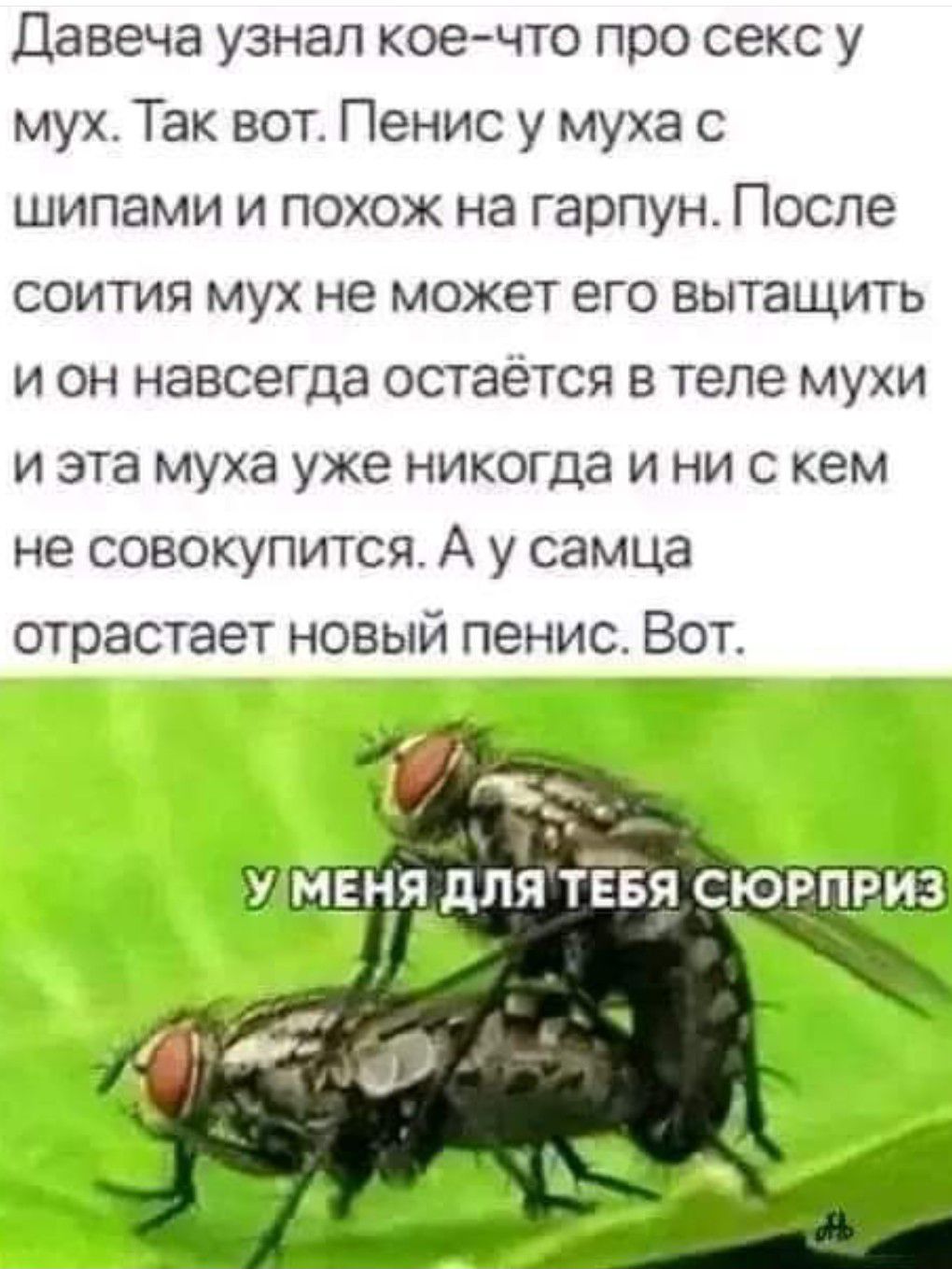 Давеча узнал кое что про секс у мух Так вот Пенис у муха с шипами и похож на гарпун После соития мух не может его вытащить исон навсегда остаётся в теле мухи и эта муха уже никогда и ни с кем не совокупится А у самца отрастает новый пенис Вот УМЕНЯ ДЛЯТЕБЯ СЮРПРИЗ