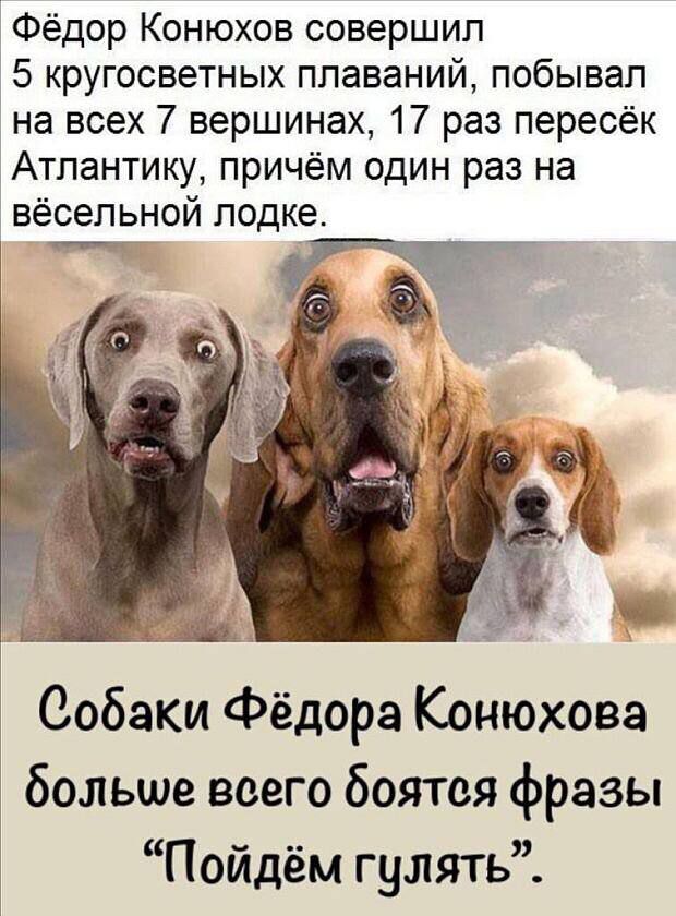 Фёдор Конюхов совершил 5 кругосветных плаваний побывал на всех 7 вершинах 17 раз пересёк Атлантику причём один раз на вёсельной лодке т Г ъЦ Собаки Фёдора Конюхова больше всего боятся фразы Пойдём гулять