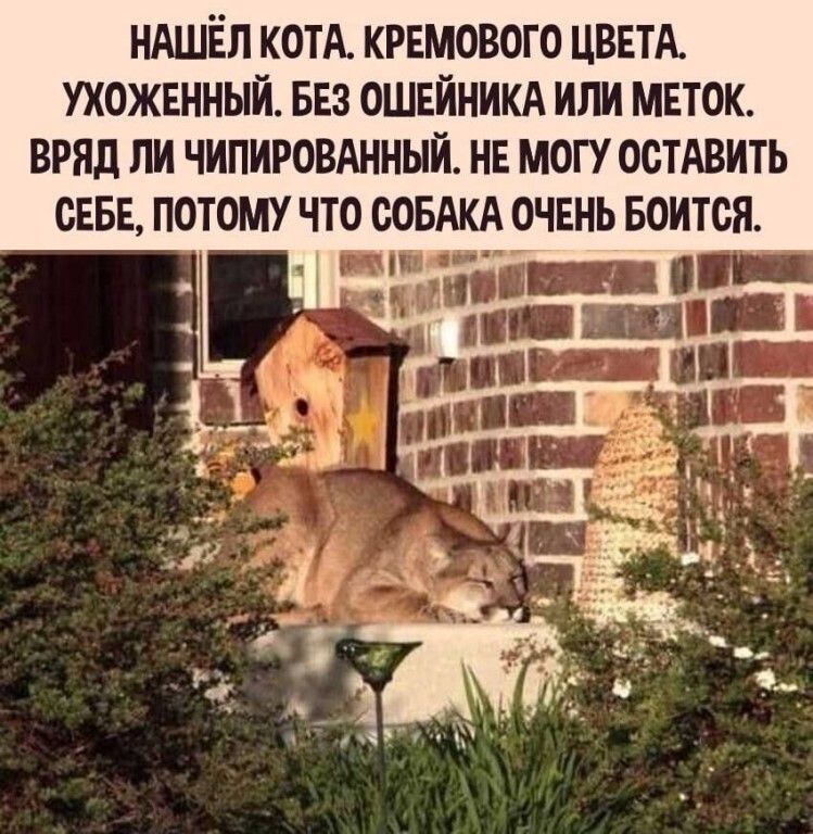 НАШЁЛ КОТА КРЕМОВОГО ЦВЕТА УХОЖЕННЫЙ БЕЗ ОШЕЙНИКА ИЛИ МЕТОК ВРЯД ЛИ ЧИПИРОВАННЫЙ НЕ МОГУ ОСТАВИТЬ