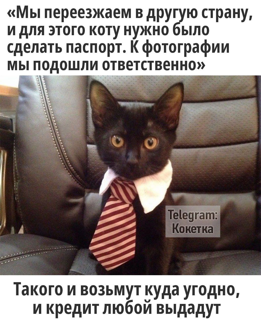 Мы переезжаем в друю страну идля этого коту нужно было сделать паспорт К фотографии мы подошли ответственно Такого и возьмут куда угодно и кредит любой выдадут