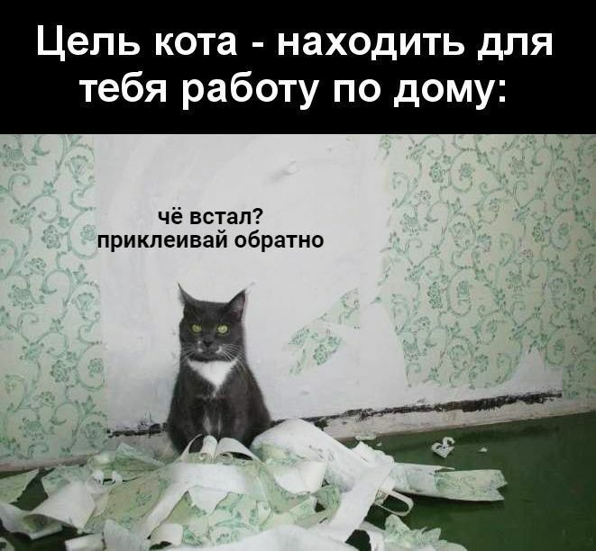 Цель кота находить для тебя работу по дому чё встал приклеивай обратно
