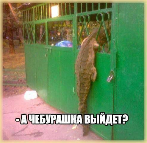САЧЕБУРАШКА ВЫЙДЕТЭ