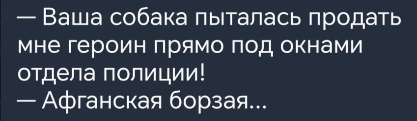 Ваша собака пыталась продать мне героин прямо под окнами отдела полиции Афганская борзая