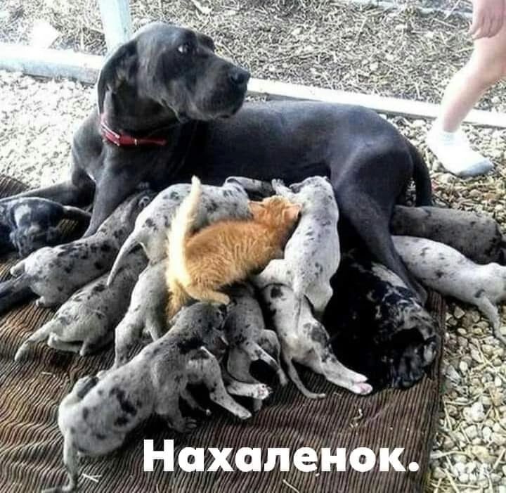 НпхапенЬк