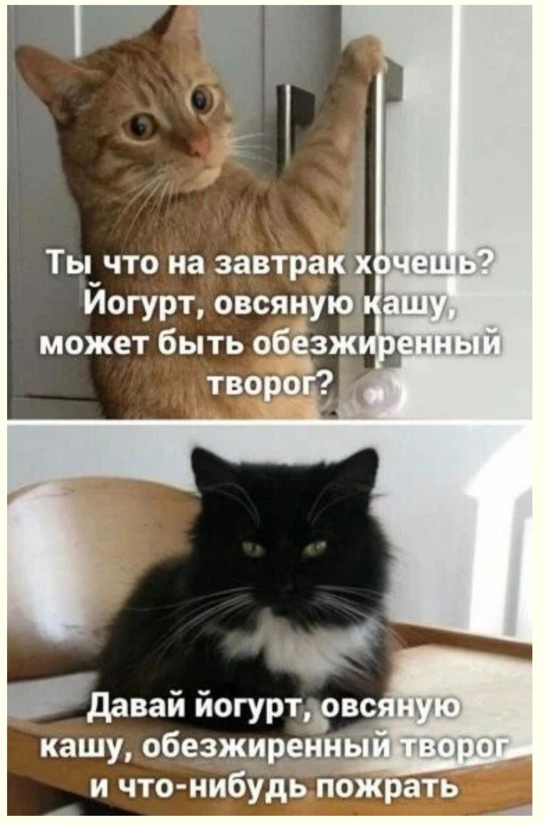 Йогурт овсяную может быть обезж Давай иогуртъовс кашу обезжиренны _ и что нибудьпожрать