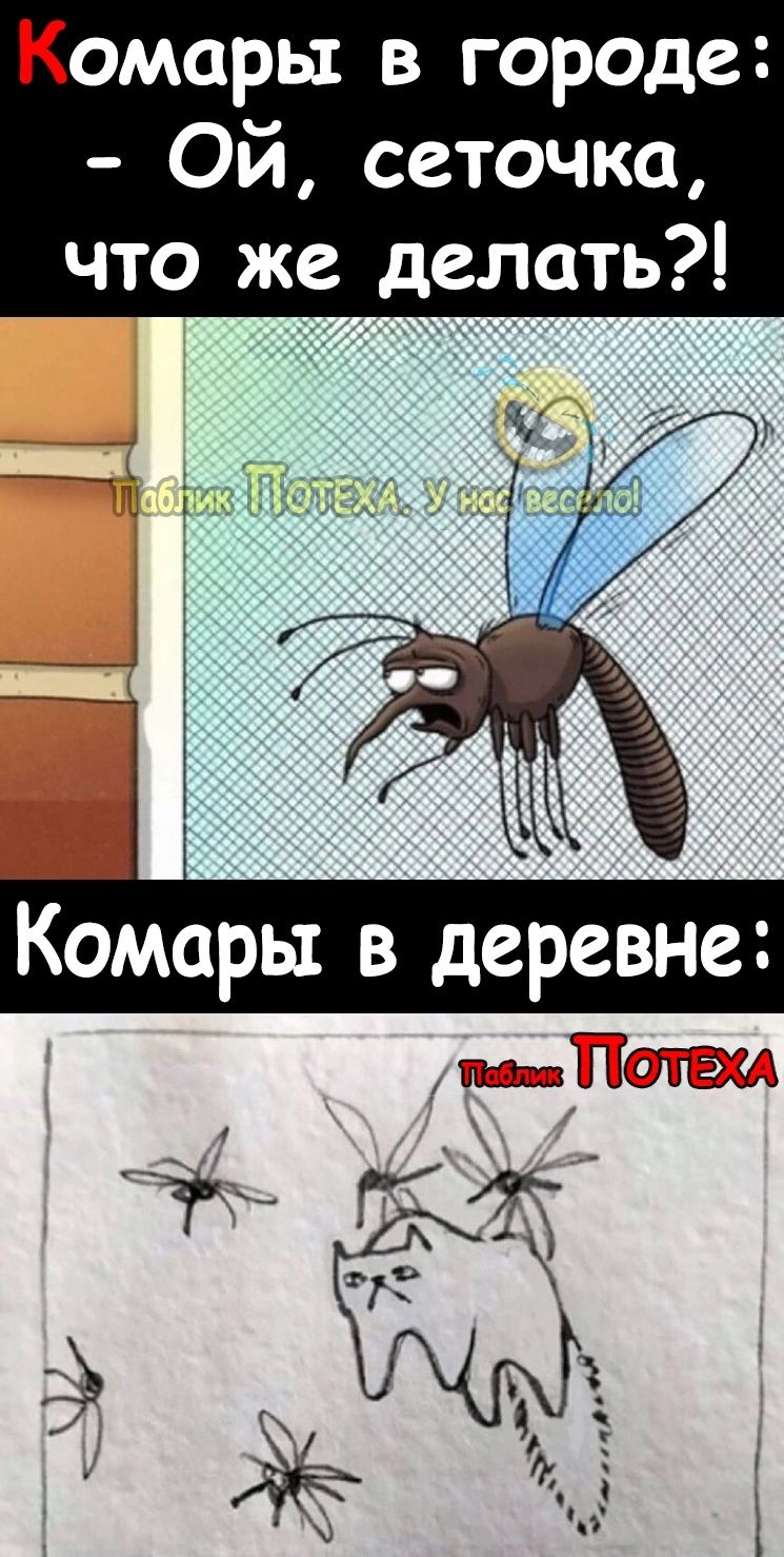 Комары в городе Ой сеточка что же делать