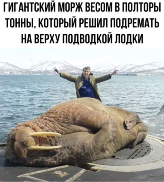 ГИГАНТСКИЙ МОРЖ ВЕСОМ В ПОЛТОРЫ ТОННЫ КОТОРЫЙ РЕШИЛ ПОДРЕМАТЬ НА ВЕРХУ ПОДВОДКОЙ ЛОДКИ