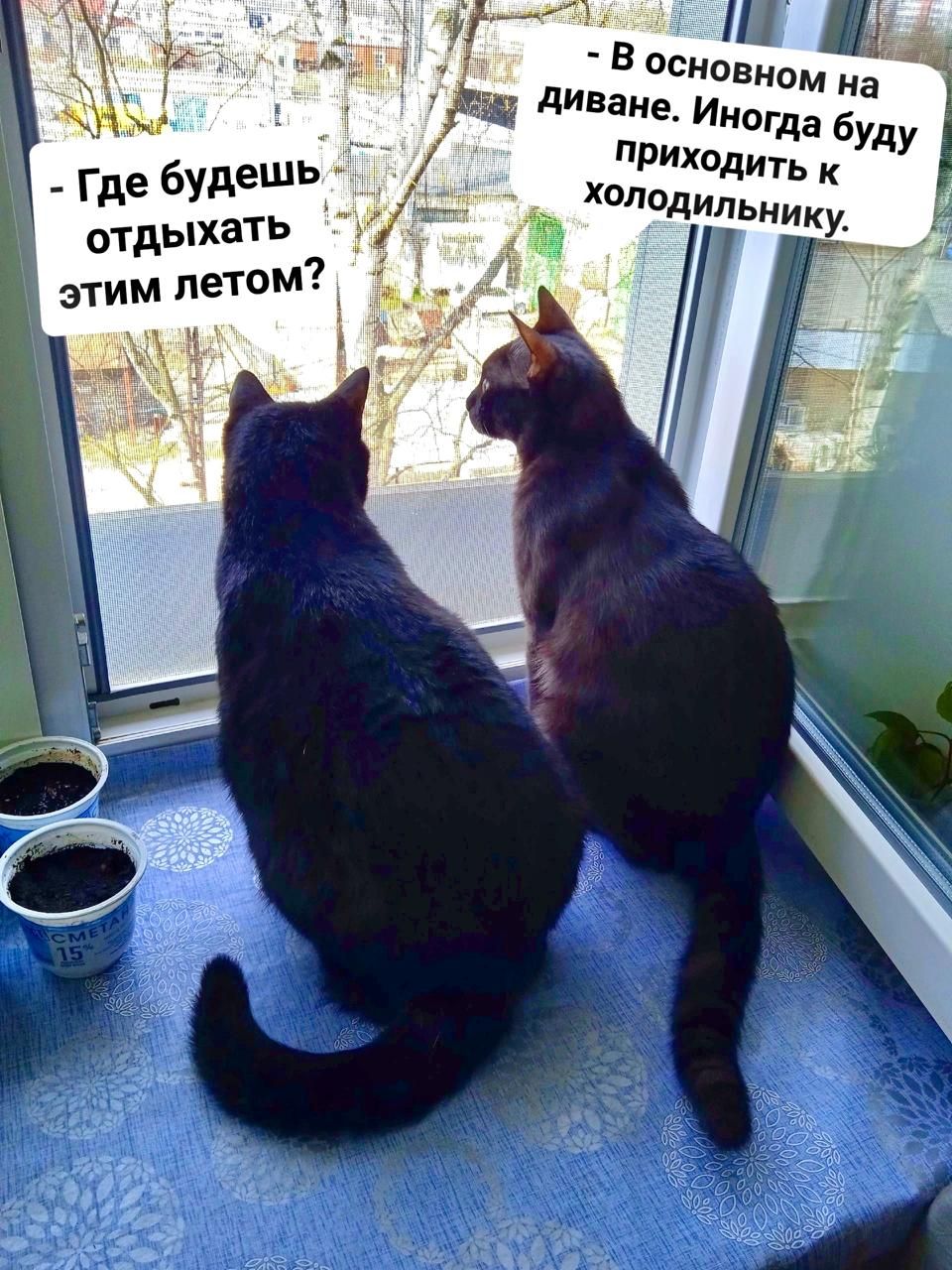 Ть к Хаподипьику