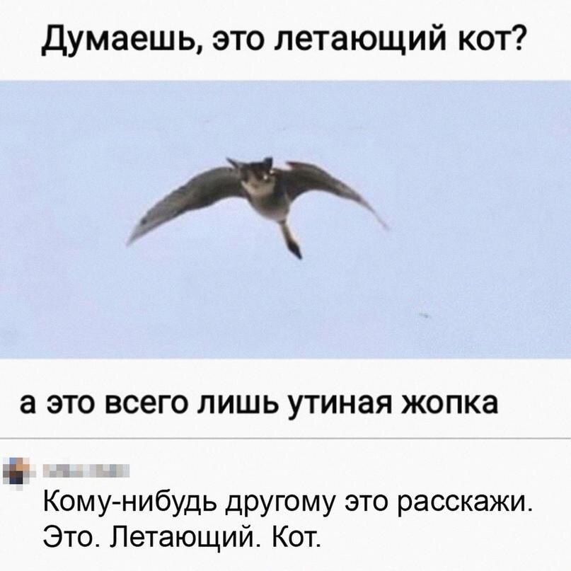 Думаешь это летающий кот а это всего лишь утиная жопка С Кбму нибудь другому это расскажи Это Летающий Кот