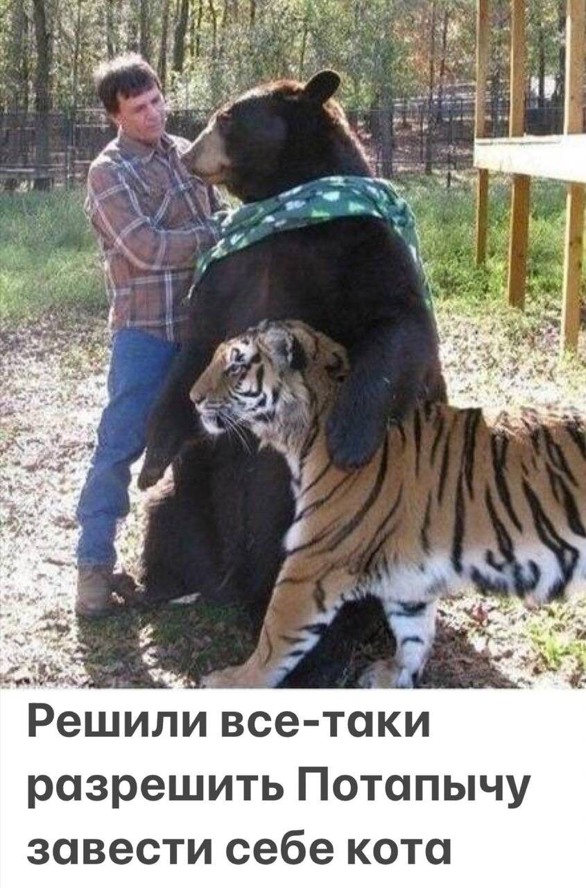 Решили все таки разрешить Потапычу завести себе кота