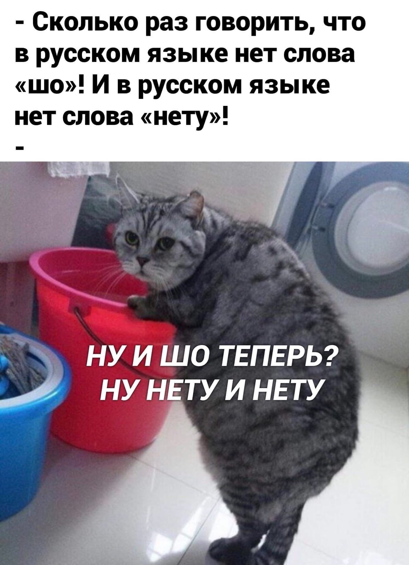 Сколько раз говорить что в русском языке нет слова шо И в русском языке нет слова нету ч НУ И ШО ТЕПЕРЬ НУ НЕТУ И НЕТУ