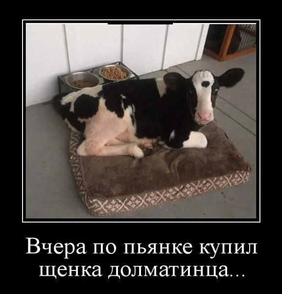Вчера по пьянке купил щенка долматинца