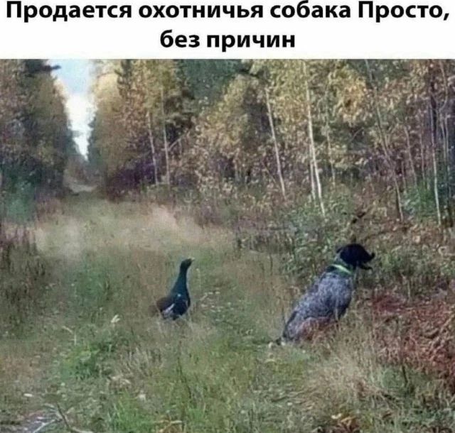 Продается охотничья собака Просто без причин