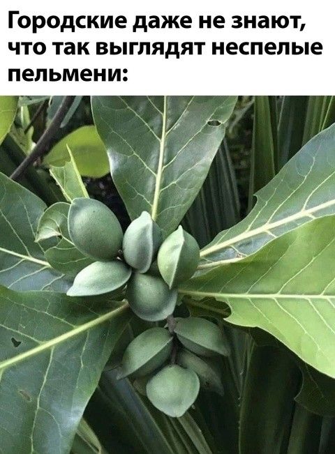 ГОРОДСКИЕ даже не знают что так выглядят неспелые пельмени