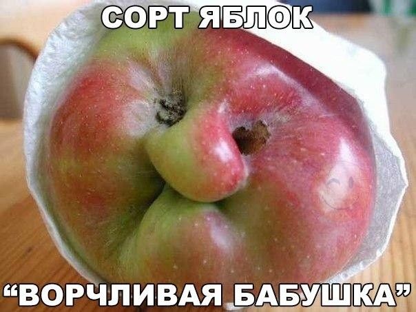ВОРЧЛИВАЯ БАБУШКА