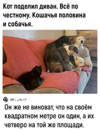 Кот поделил диван Всё по честному Кошачья половина и собачья рнч Он же не виноват что на своём квадратном метре он один а их четверо на той же площади