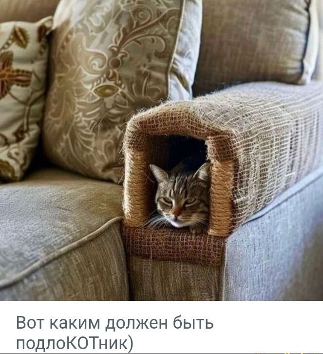 Вот каким должен быть подлоКОТник