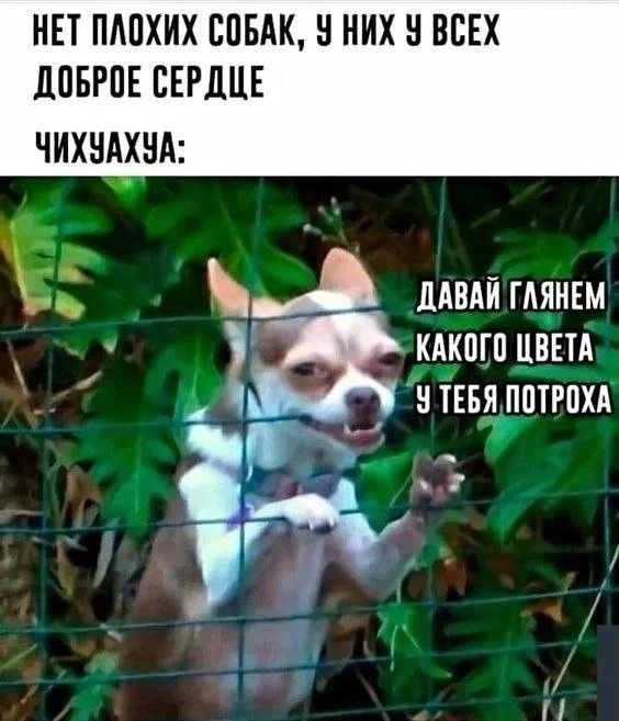 НЕТ ПЛОХИХ СОБАК У НИХ У ВСЕХ ДОБРОЕ СЕРДЦЕ ЧИХУАХУА _ДАВАЙ ГЛЯНЕМ ъ 2 КАКОГО ЦВЕТА У ТЕБЯ ПОТРОХА