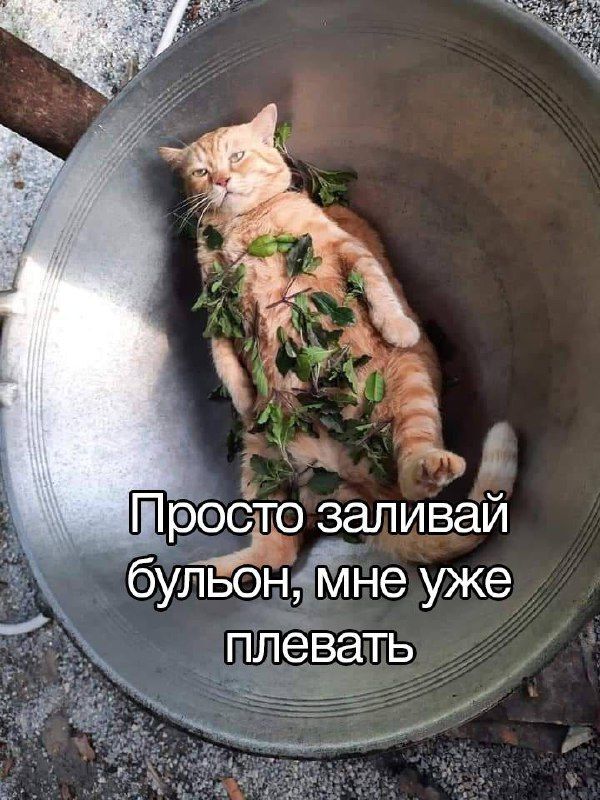 Прзёдт_о заливай бульоы неуже плевать