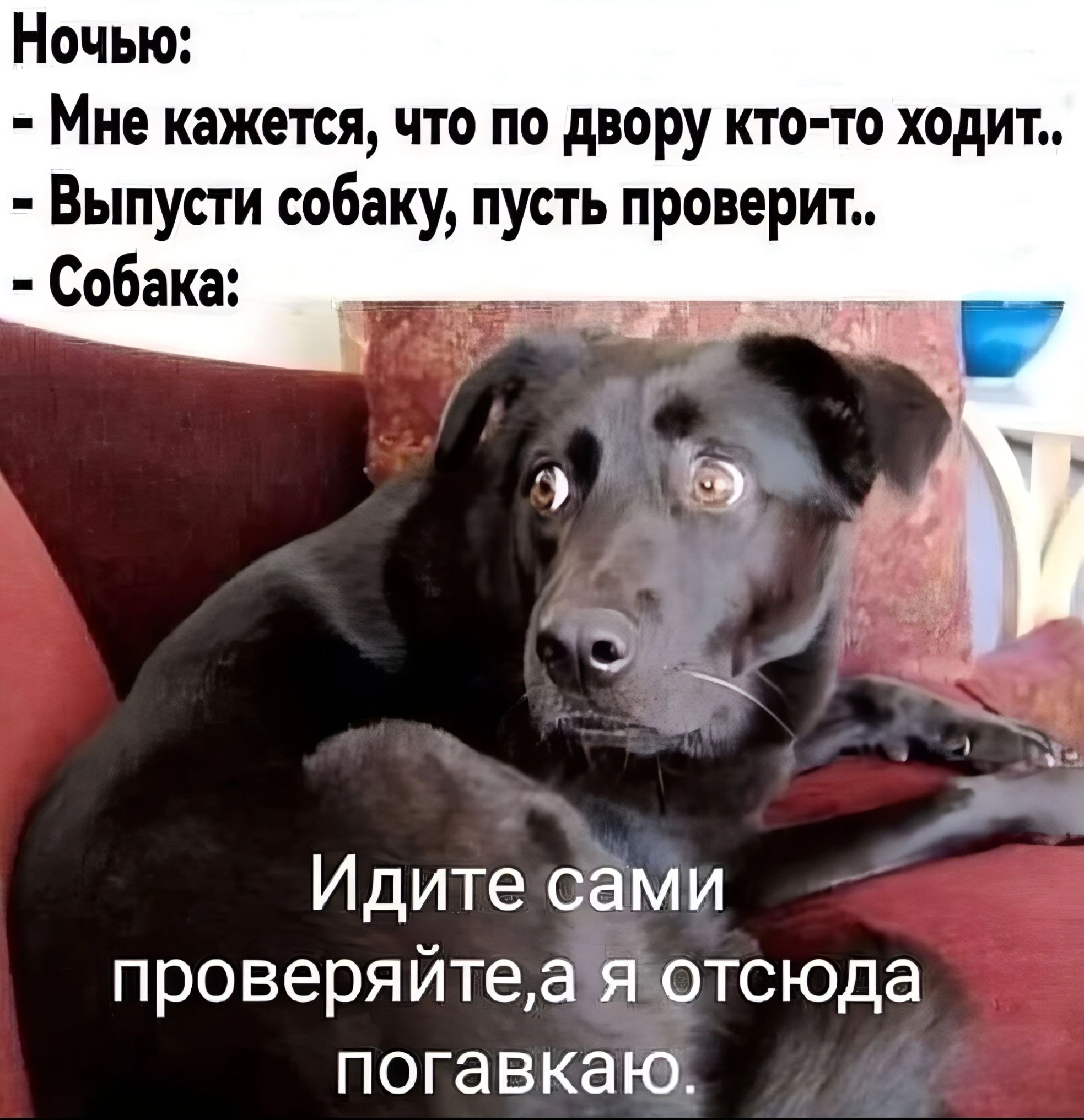 Ночью Мне кажется что по двору кто то ходит Выпусти собаку пусть проверит Собака Идитесами проверяйтеа отсюда погавкаю