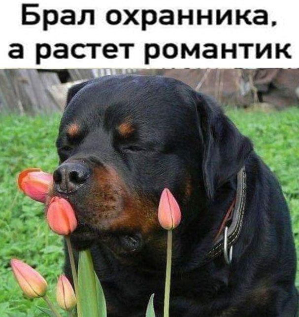Брал охранника а растет романтик еф ж ай