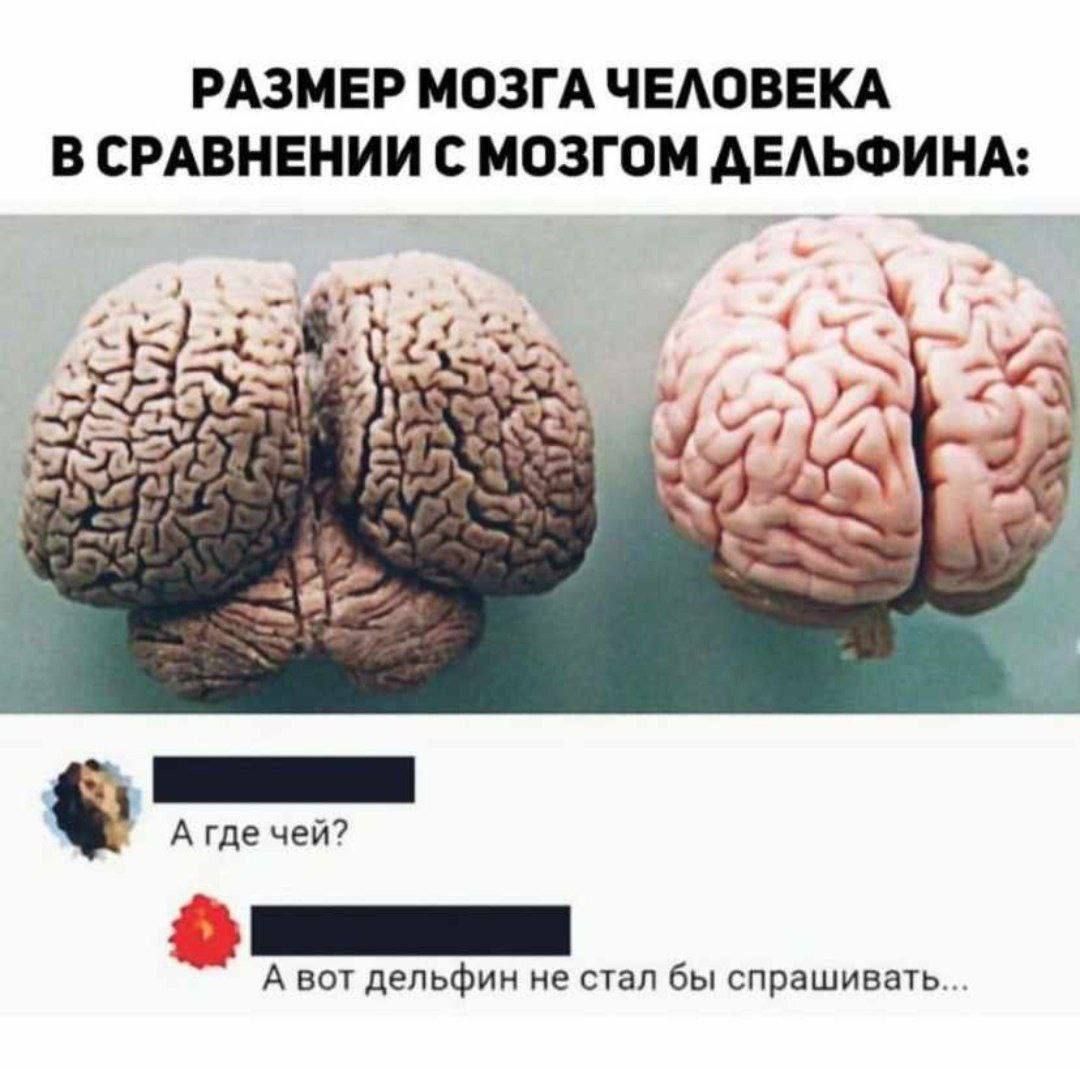 РАЗМЕР МОЗГА ЧЕЛОВЕКА В СРАВНЕНИИ С МОЗГОМ ДЕЛЬФИНА К Агде чей Авот дельфин не стал бы спрашивать