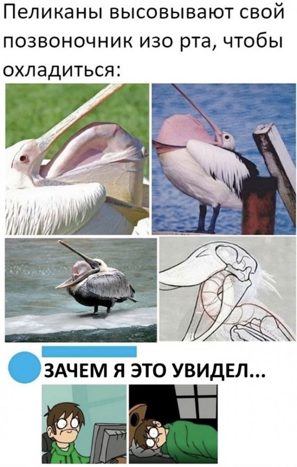 Пеликаны высовывают свой позвоночник изо рта чтобы охладиться ЗАЧЕМ Я ЭТО УВИДЕЛ