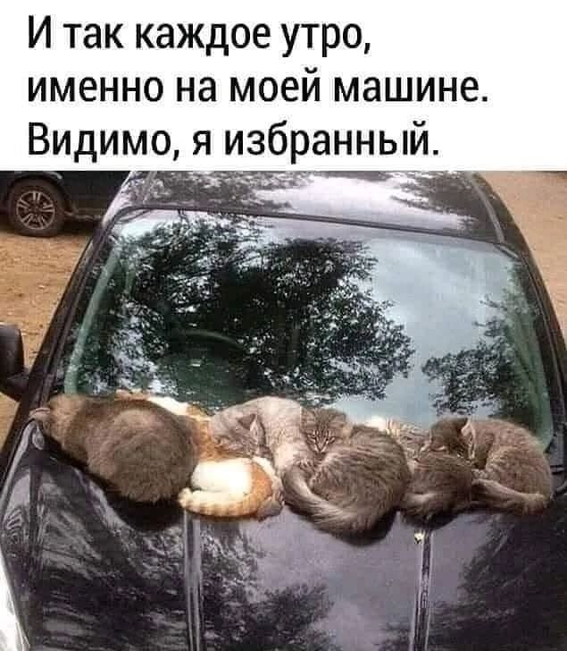 И так каждое утро именно на моей машине Видимо я изб ННЫЙ о