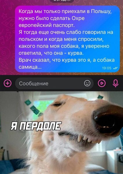 слабо говорила на меня спросили собака я уверенно что она курва ал что курва это я а собака