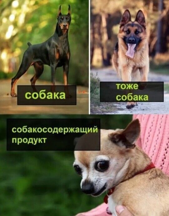 собакосодержащий продукт тоже собака