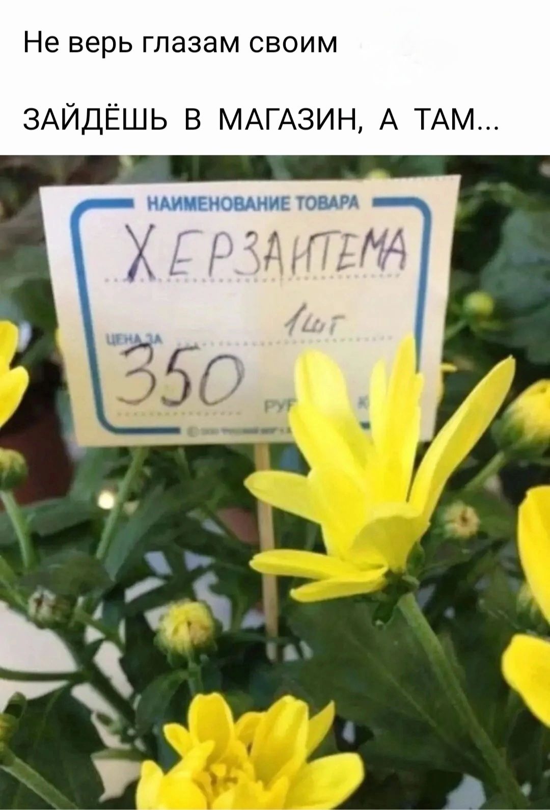 Не верь глазам своим ЗАЙДЁШЬ В МАГАЗИН А ТАМ
