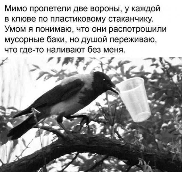 Мимо пролетели две вороны у каждой в клюве по пластиковому стаканчику Умом я понимаю что они распотрошили мусорные баки но душой переживаю что где то наливают без меня