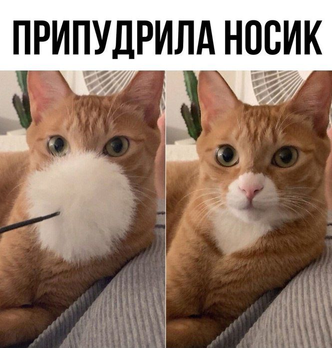 ПРИГУДРИЛА НОСИК е т 7