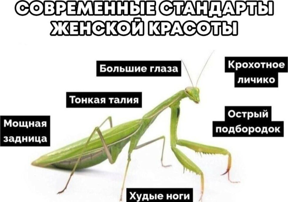 СОВРЕМЕННЫЕСТАНДАРТЫ Острый подбородок Мощная задница