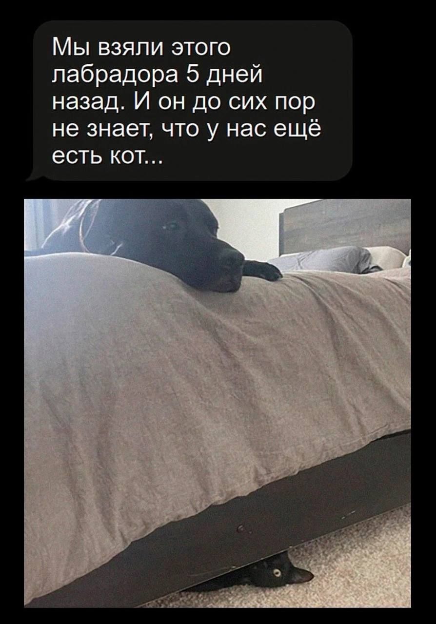 Мы взяли этого лабрадора 5 дней назад И он до сих пор не знает что у нас ещё есть кот